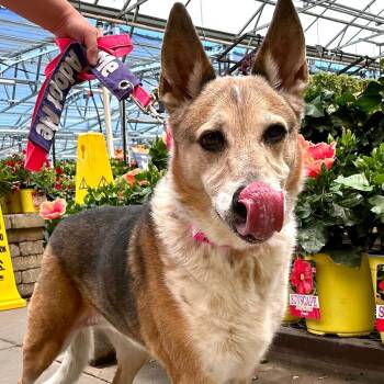 Mrs. Claus -  Cattle Dog and German Shepherd Dog Dog for Adoption in Las Vegas, Nevada - Mrs. Claus | PetCurious