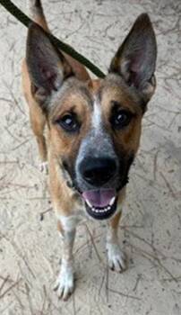 Qbert -  Mixed Breed Dog for Adoption in Morristown, New Jersey - Qbert | PetCurious