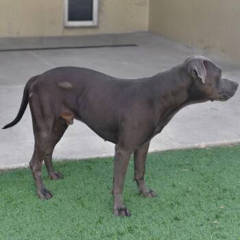 Ryder -  Pit Bull Terrier Dog for Adoption in Ottawa, Kansas - Ryder | PetCurious