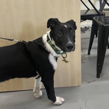 TOBIE -  Border Collie and Mixed Breed Dog Available for Adoption in Richmond, California - TOBIE | PetCurious