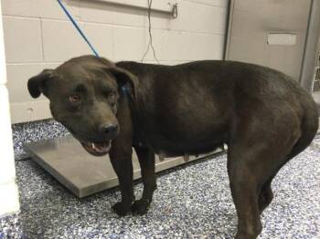 LOIS -  Pit Bull Terrier Dog for Adoption in Thousand Palms, California - LOIS | PetCurious