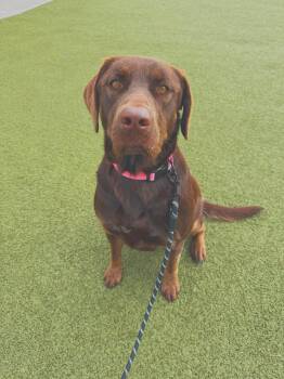 Maggie -  Chocolate Labrador Retriever Dog for Adoption in Hays, Kansas - Maggie | PetCurious