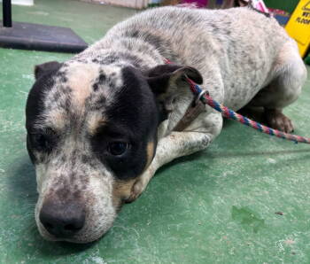Rescue Pit Bull Terrier and Cattle Dog Dogs for Adoption in Rustburg, Virginia - Milo - At Shelter Available 2/28 | PetCurious