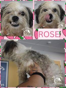 ROSE -  Mixed Breed Dog for Adoption in Kenansville, North Carolina - ROSE | PetCurious