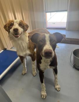 SPONSOR OR FOSTER ME - Comet -  Australian Shepherd Dog for Adoption in Grafton, Wisconsin - SPONSOR OR FOSTER ME - Comet | PetCurious