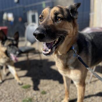German Shepherd Dog Dogs Available for Adoption in West Des Moines, Iowa - Roscoe | PetCurious