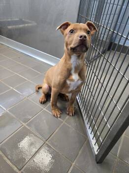 Labrador Retriever and Shepherd Dogs Available for Adoption - Buddha | PetCurious