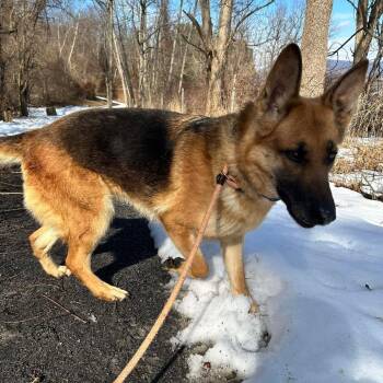 German Shepherd Dog Dogs Available for Adoption in New Ringgold, Pennsylvania - Freya (26-185) | PetCurious