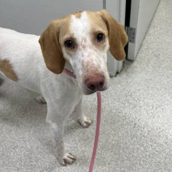 Miranda -  Treeing Walker Coonhound and Mixed Breed Dog for Adoption - Miranda | PetCurious