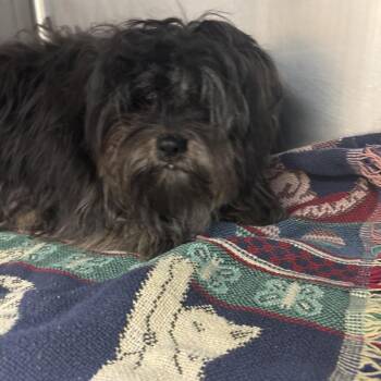 Ares -  Mixed Breed Dog for Adoption in Memphis, Tennessee - Ares | PetCurious