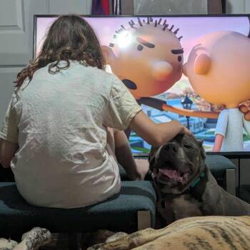 Brutus Beefcake -  American Bulldog and Mixed Breed Dog for Adoption in St. Peters, Missouri - Brutus Beefcake | PetCurious