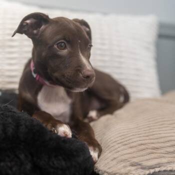 Liberty -  Catahoula Leopard Dog and Mixed Breed Dog for Adoption in Pawling, New York - Liberty | PetCurious