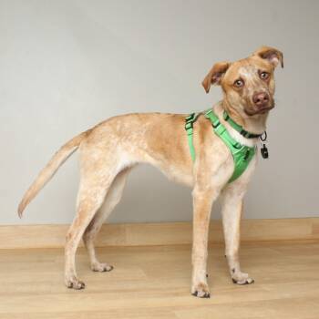 Rescue Cattle Dog Dogs for Adoption in Minnetonka, Minnesota - Owen D17697 | PetCurious