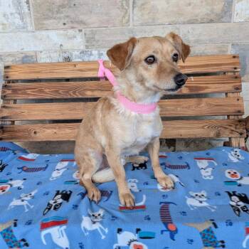 Clay -  Spaniel Dog for Adoption in St. Augustine, Florida - Clay | PetCurious
