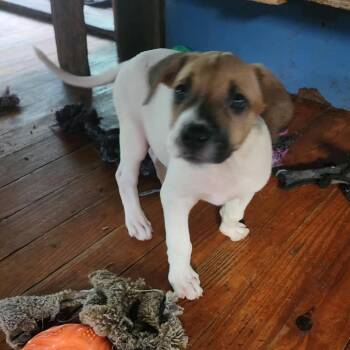 Bernie -  Pit Bull Terrier Dog for Adoption in Melrose, Florida - Bernie | PetCurious