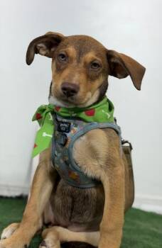 Nevada-One of our Amazing Rescue Dogs -  Australian Kelpie and Labrador Retriever Dog for Adoption in Carlsbad, California - Nevada-One Of Our Amazing Rescue Dogs | PetCurious