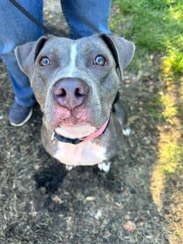 Smoke -  Pit Bull Terrier Dog for Adoption in Germantown, Ohio - Smoke | PetCurious