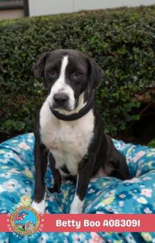 Betty Boo -  Labrador Retriever Dog for Adoption in Mobile, Alabama - Betty Boo | PetCurious