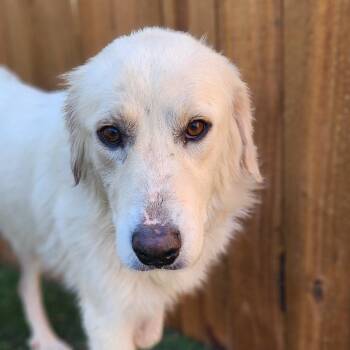 Great Pyrenees Dogs Available for Adoption - Punky (Mom) BW | PetCurious