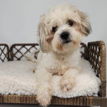 Roc -  Maltese Dog for Adoption in Fort Wayne, Indiana - Roc | PetCurious