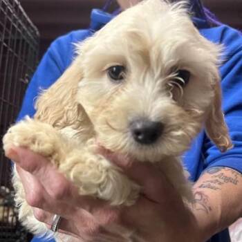 Maltipoo Dogs Available for Adoption in Vacaville, California - ROSE | PetCurious