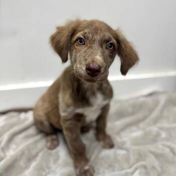 Tot -  Australian Shepherd and Mixed Breed Dog for Adoption in Brownsboro, Alabama - Tot | PetCurious