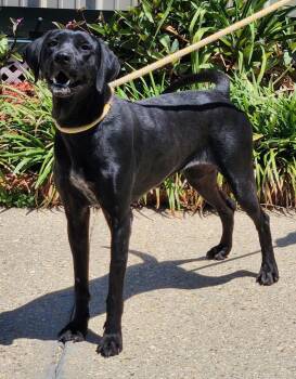 Hayley -  Labrador Retriever and Mixed Breed Dog for Adoption in Morristown, New Jersey - Hayley | PetCurious
