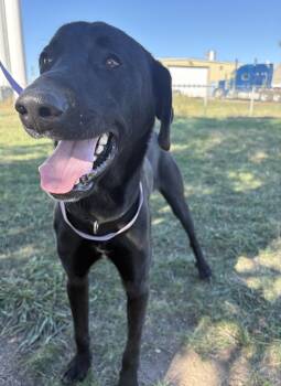 Cash -  Black Labrador Retriever Dog for Adoption in Grant, Nebraska - Cash | PetCurious