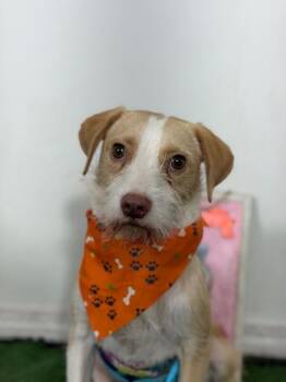 Apollo-One of our Amazing Rescue Dogs -  Border Terrier and Parson Russell Terrier Dog for Adoption in Carlsbad, California - Apollo-One Of Our Amazing Rescue Dogs | PetCurious