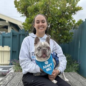 Antoine -  French Bulldog Dog for Adoption in Pacific Grove, California - Antoine | PetCurious