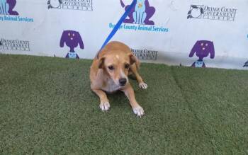 DAISY BELLE -  Chihuahua and Mixed Breed Dog for Adoption in Orlando, Florida - DAISY BELLE | PetCurious