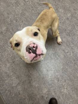 Rescue Pit Bull Terrier Dogs for Adoption in Saginaw, Michigan - QUESO | PetCurious