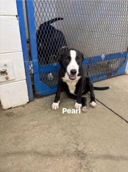 Rescue Mixed Breed Dogs for Adoption in Glenpool, Oklahoma - Pearl | PetCurious