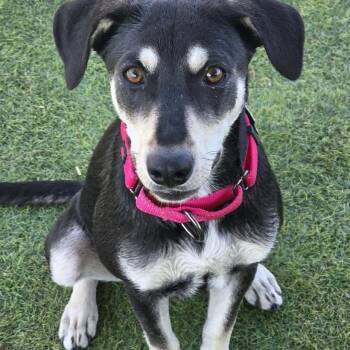 Reba -  Labrador Retriever and German Shepherd Dog Dog for Adoption in Farmington, Minnesota - Reba | PetCurious