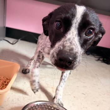 Moxie -  Australian Cattle Dog Blue Heeler and Jack Russell Terrier Dog for Adoption in Franklin, North Carolina - Moxie | PetCurious