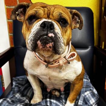 Francesca -  English Bulldog Dog for Adoption in Houston, Texas - Francesca | PetCurious