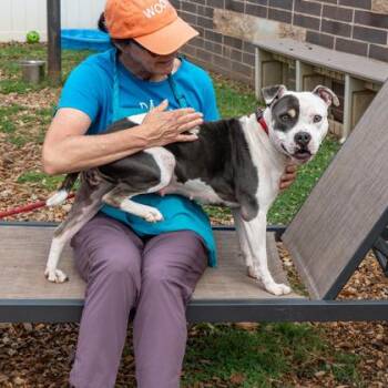 Day-IN FOSTER -  Mixed Breed Dog for Adoption in Chamblee, Georgia - Day-IN FOSTER | PetCurious
