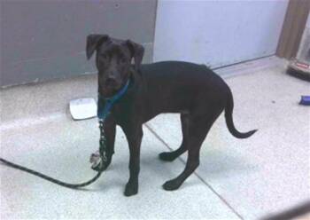 FADE -  Labrador Retriever and American Staffordshire Terrier Dog for Adoption in Tallahassee, Florida - FADE | PetCurious