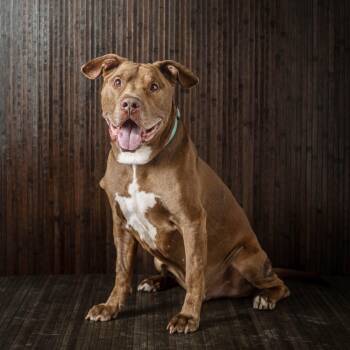 Point Break -  Pit Bull Terrier Dog for Adoption in New York, New York - Point Break | PetCurious