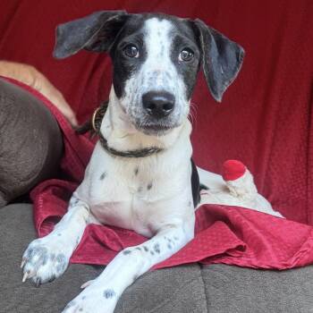 Brexley -  Border Collie and Terrier Dog for Adoption in Atlanta, Texas - Brexley | PetCurious