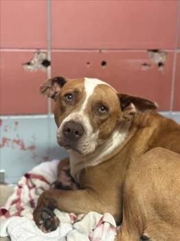 Staffordshire Bull Terrier and Mixed Breed Dogs Available for Adoption in Houston, Texas - A2069560 | PetCurious