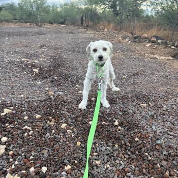 Birdie -  Poodle Dog for Adoption in Phoenix, Arizona - Birdie | PetCurious