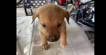 Mixed Breed Dogs Available for Adoption in Dallas, Texas - Nevada Pups (Rolling Stones) Ronnie | PetCurious