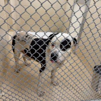 Mixed Breed Dogs Available for Adoption in Winston-salem, North Carolina - Ezekiel | PetCurious