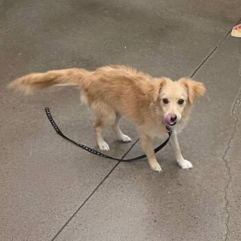 Thumbalina -  Spaniel Dog for Adoption in Chattanooga, Tennessee - Thumbalina | PetCurious