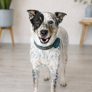 Gwen -  Australian Cattle Dog Blue Heeler and Mixed Breed Dog for Adoption in Phoenix, Arizona - Gwen | PetCurious