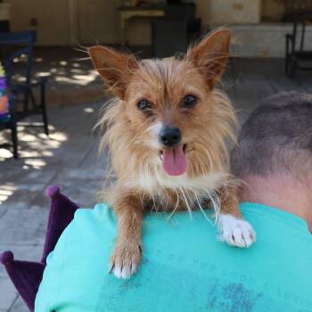 Rescue Terrier Dogs for Adoption in Richmond, Texas - Lucille Ball | PetCurious