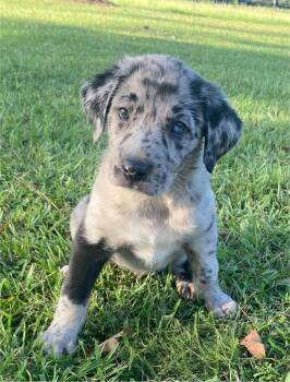 Kane -  Catahoula Leopard Dog and Labrador Retriever Dog for Adoption in Glocester, Rhode Island - Kane | PetCurious