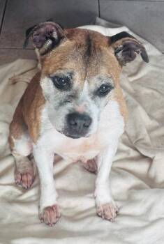 Dorothy -  Beagle and Mixed Breed Dog for Adoption in Houston, Texas - Dorothy | PetCurious