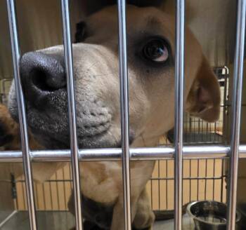 Labrador Retriever and Pit Bull Terrier Dogs Available for Adoption in Nacogdoches, Texas - Jeremiah | PetCurious